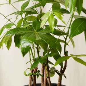 Money Tree Forest