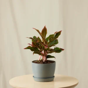 Aglaonema Siam