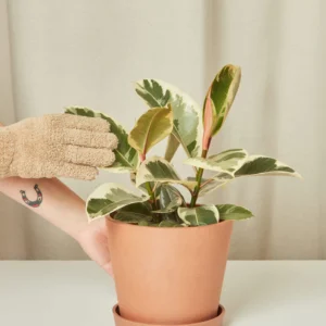 Ficus Tineke